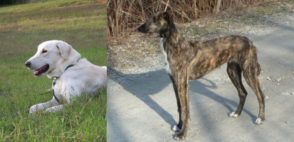 American Staghound vs Akbash Dog - Breed Comparison