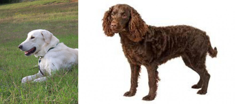American Water Spaniel vs Akbash Dog - Breed Comparison