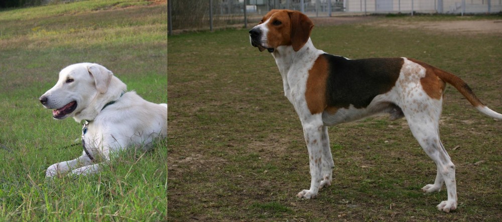 Anglo-Francais de Petite Venerie vs Akbash Dog - Breed Comparison