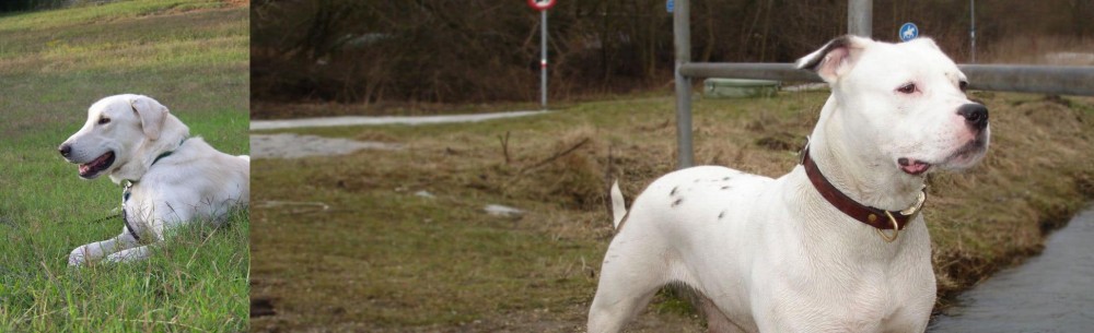 Antebellum Bulldog vs Akbash Dog - Breed Comparison