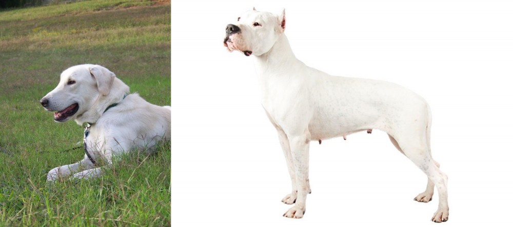 Argentine Dogo vs Akbash Dog - Breed Comparison