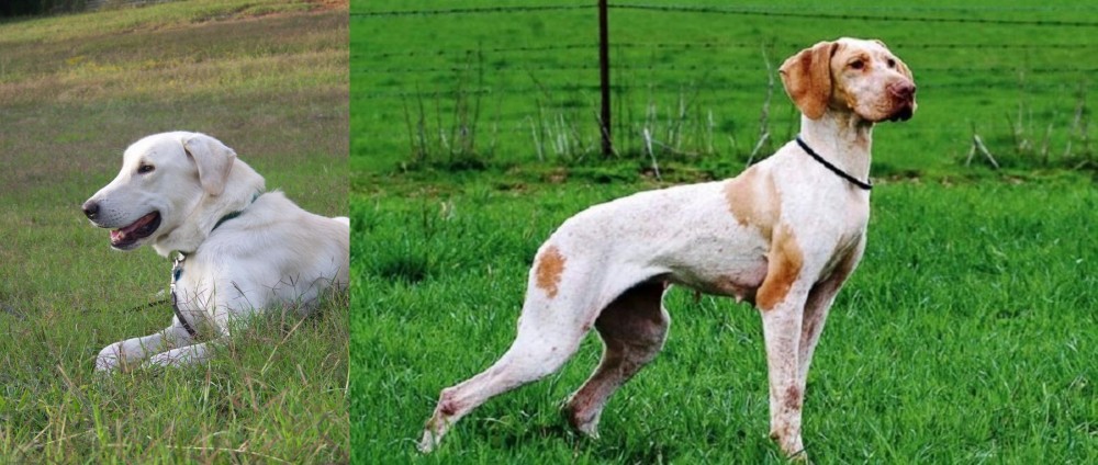 Ariege Pointer vs Akbash Dog - Breed Comparison