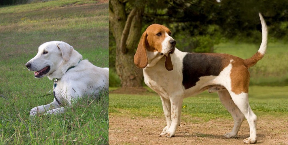 Artois Hound vs Akbash Dog - Breed Comparison