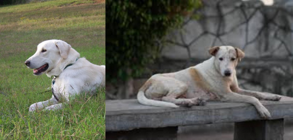 Askal vs Akbash Dog - Breed Comparison