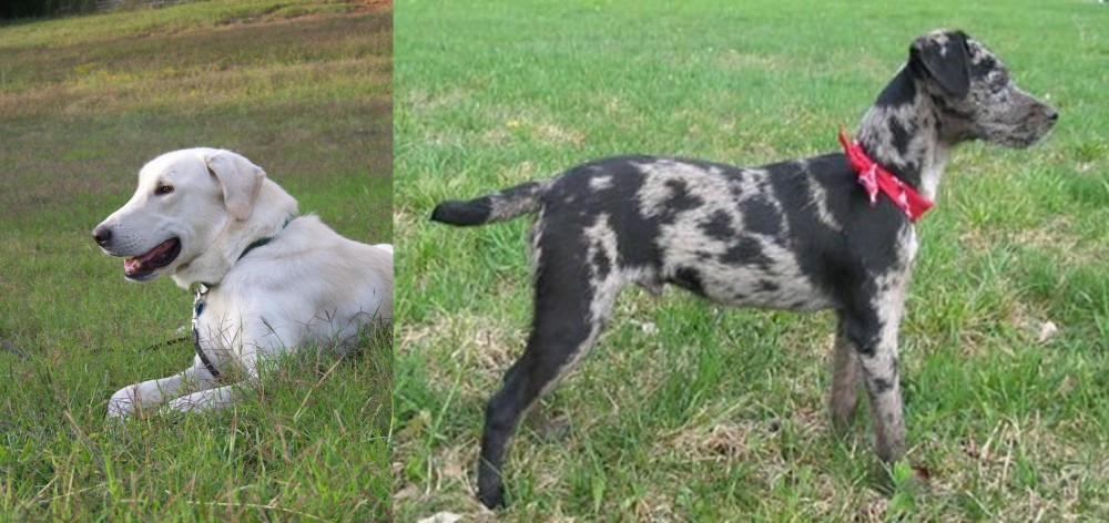 Atlas Terrier vs Akbash Dog - Breed Comparison