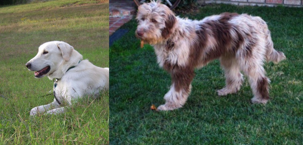 Aussie Doodles vs Akbash Dog - Breed Comparison