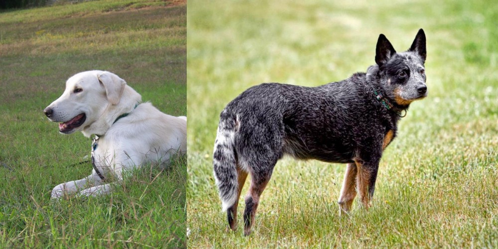 Austrailian Blue Heeler vs Akbash Dog - Breed Comparison