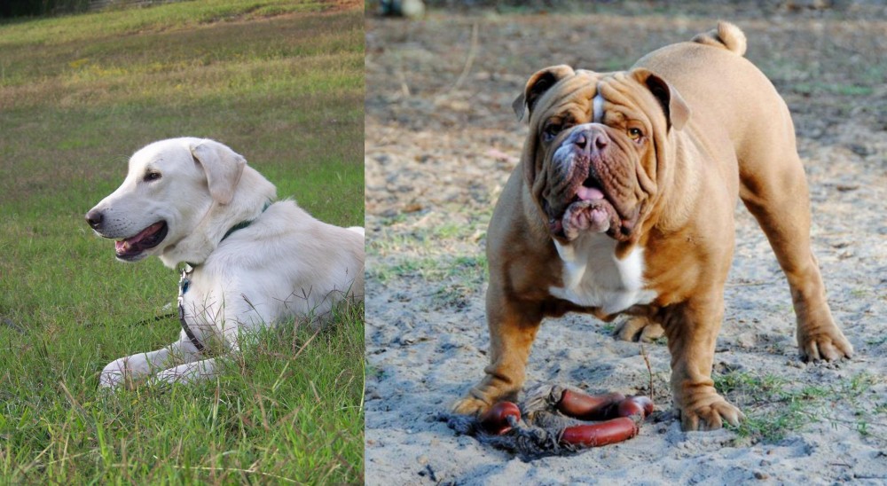 Australian Bulldog vs Akbash Dog - Breed Comparison