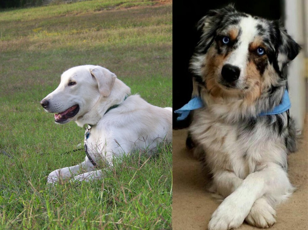 Australian Collie vs Akbash Dog - Breed Comparison