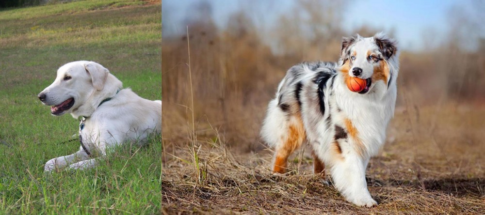 Australian Shepherd vs Akbash Dog - Breed Comparison