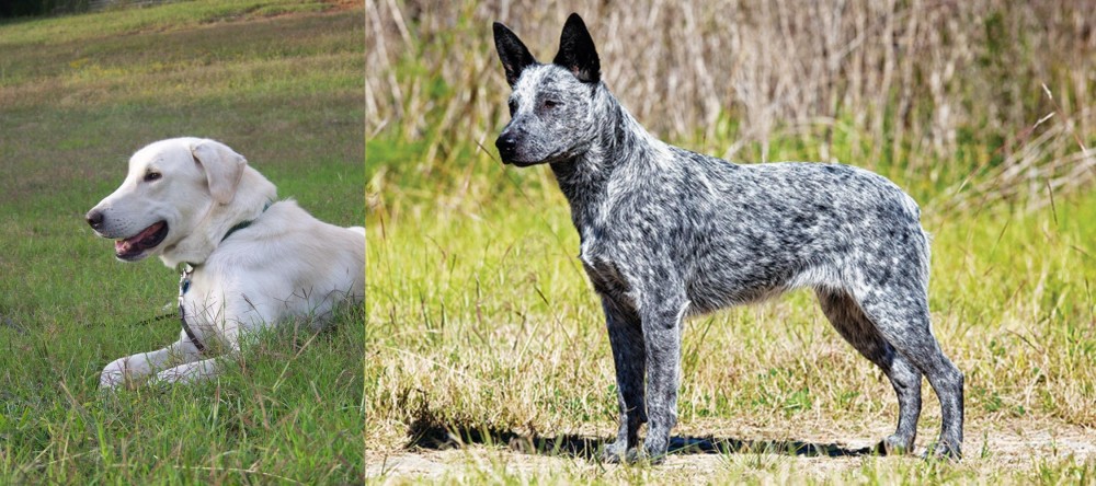 Australian Stumpy Tail Cattle Dog vs Akbash Dog - Breed Comparison