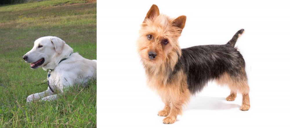 Australian Terrier vs Akbash Dog - Breed Comparison