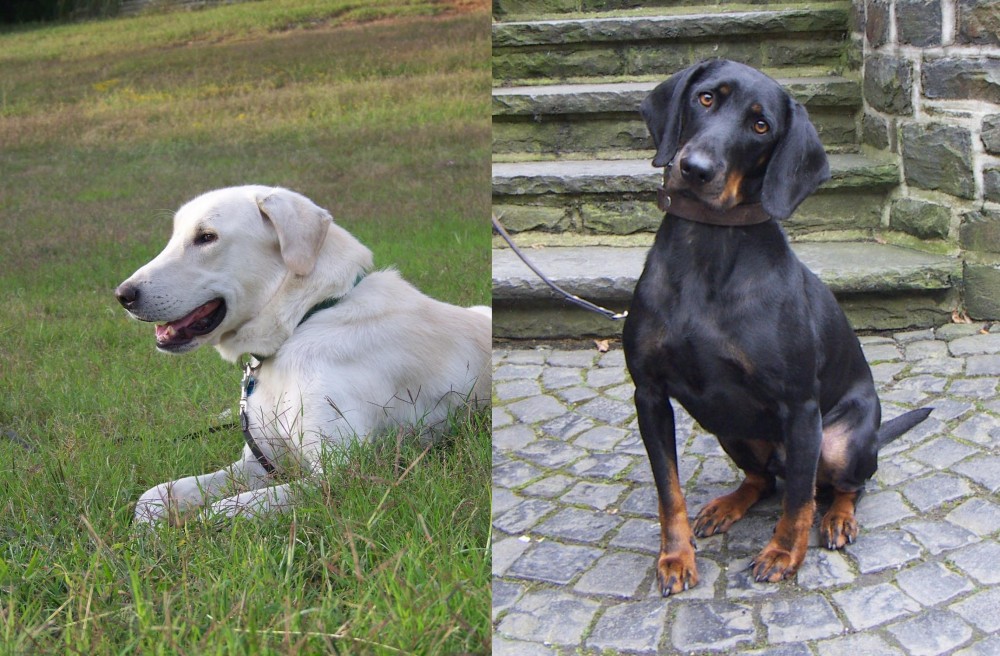 Austrian Black and Tan Hound vs Akbash Dog - Breed Comparison