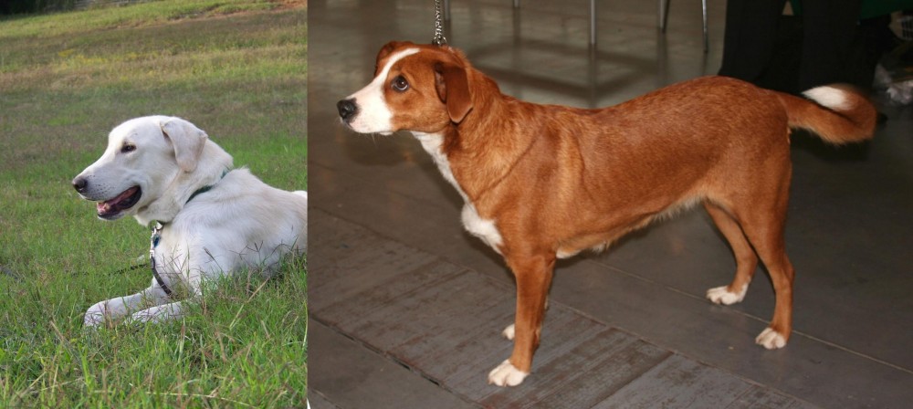Austrian Pinscher vs Akbash Dog - Breed Comparison