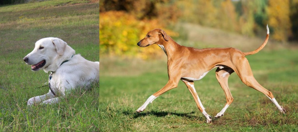 Azawakh vs Akbash Dog - Breed Comparison