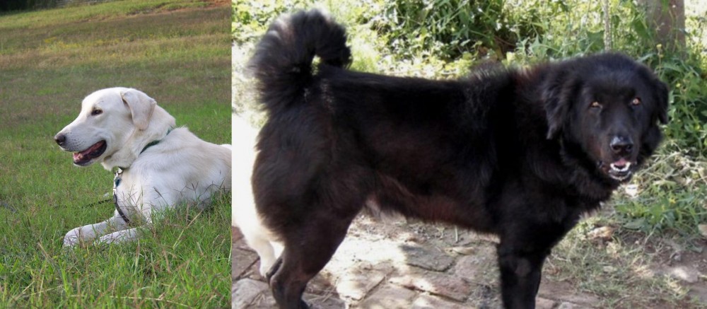 Bakharwal Dog vs Akbash Dog - Breed Comparison