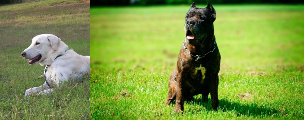 Bandog vs Akbash Dog - Breed Comparison