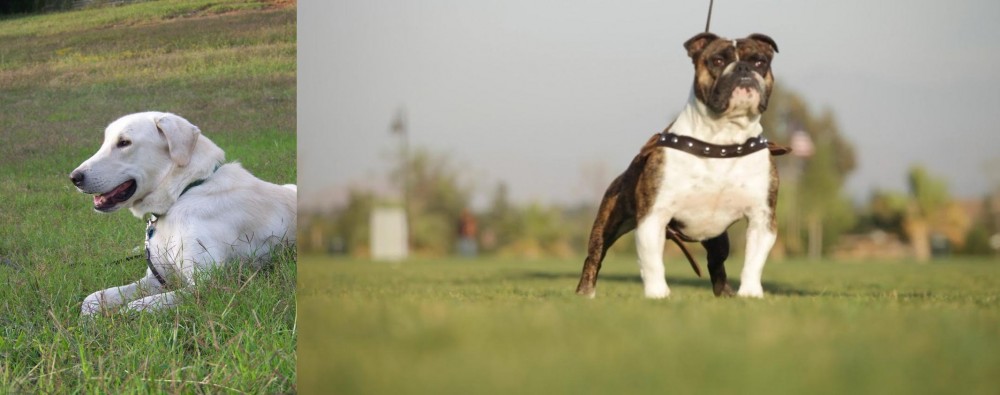 Bantam Bulldog vs Akbash Dog - Breed Comparison