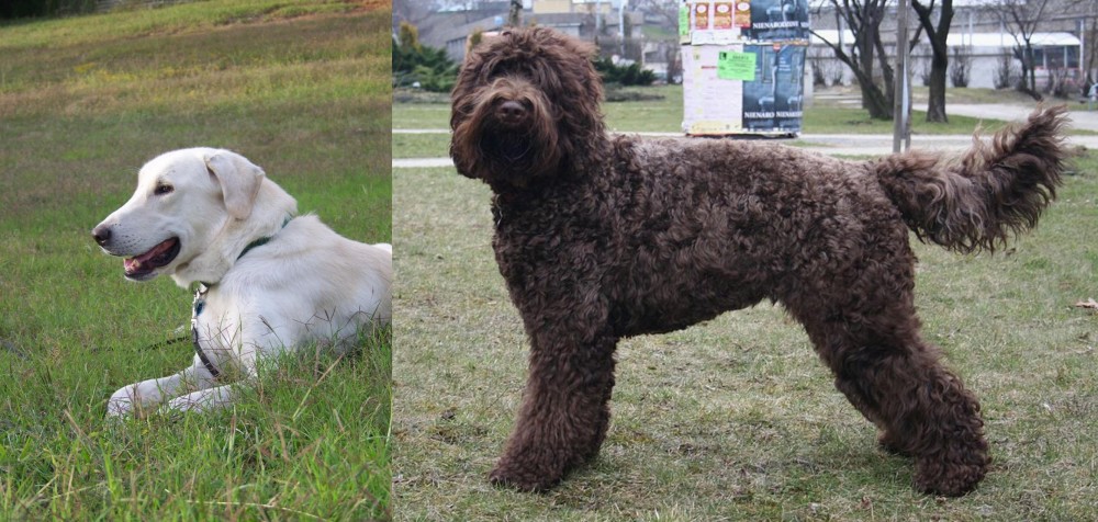 Barbet vs Akbash Dog - Breed Comparison