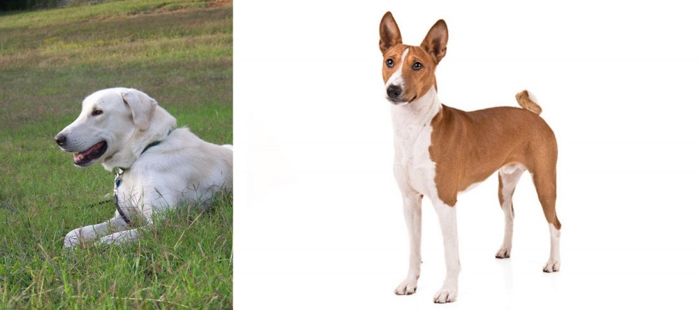 Basenji vs Akbash Dog - Breed Comparison