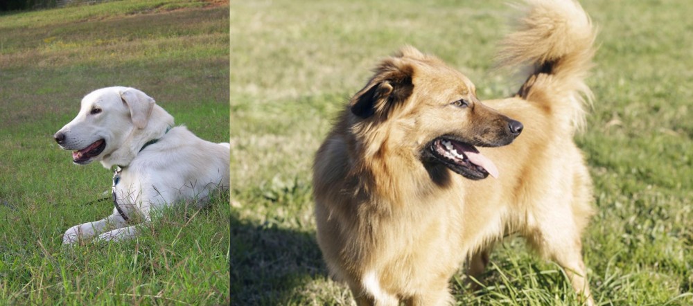 Basque Shepherd vs Akbash Dog - Breed Comparison