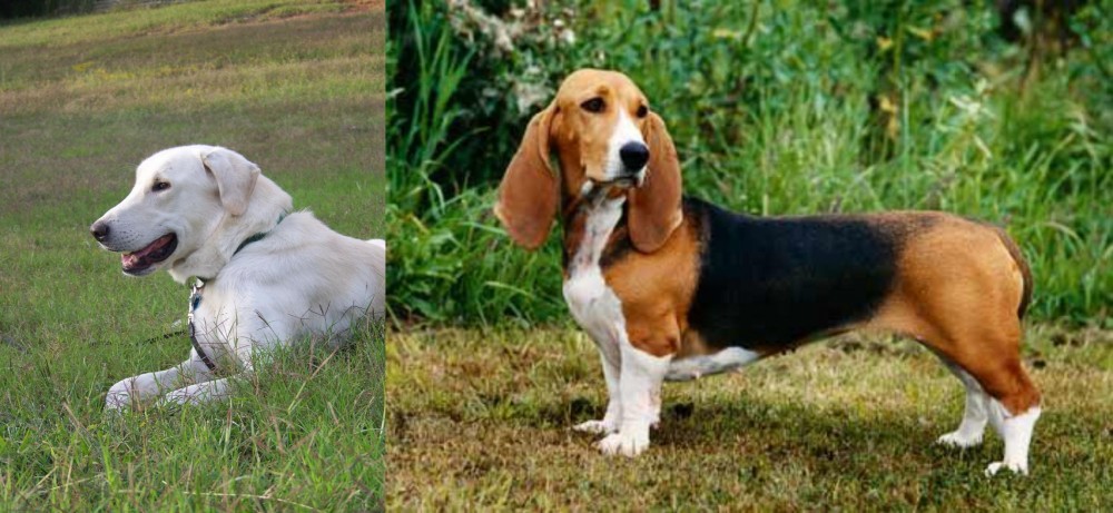 Basset Artesien Normand vs Akbash Dog - Breed Comparison