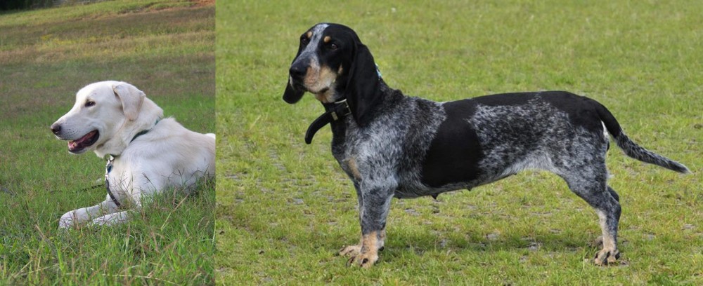 Basset Bleu de Gascogne vs Akbash Dog - Breed Comparison
