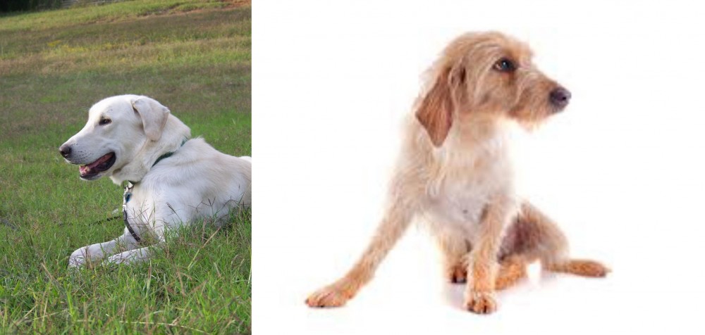 Basset Fauve de Bretagne vs Akbash Dog - Breed Comparison