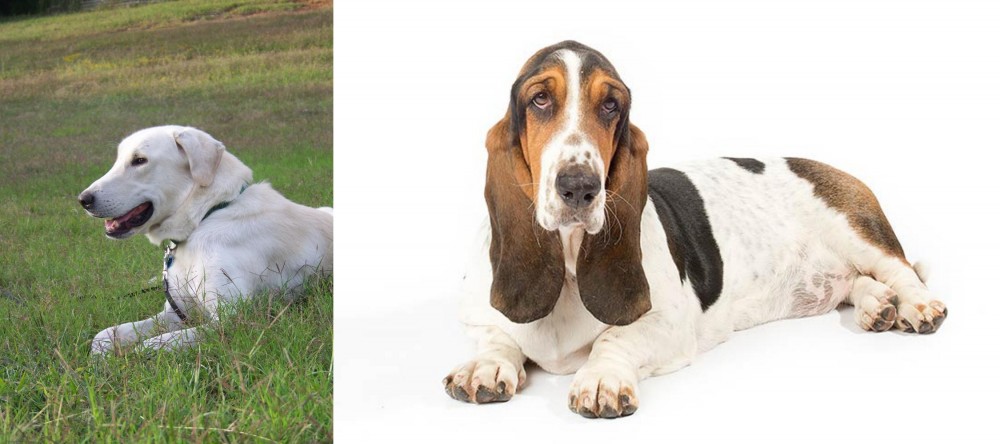 Basset Hound vs Akbash Dog - Breed Comparison