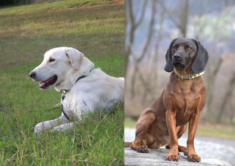 Bavarian Mountain Hound vs Akbash Dog - Breed Comparison