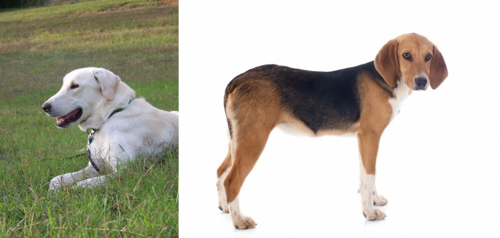 Beagle-Harrier vs Akbash Dog - Breed Comparison