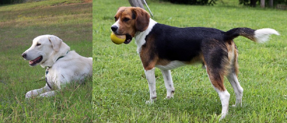 Beaglier vs Akbash Dog - Breed Comparison