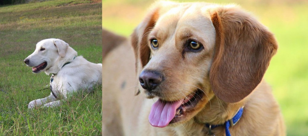 Beago vs Akbash Dog - Breed Comparison
