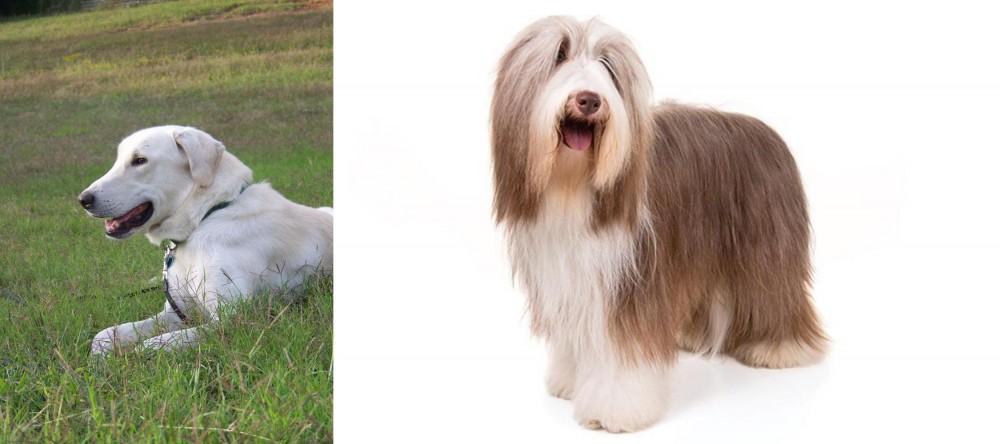 Bearded Collie vs Akbash Dog - Breed Comparison