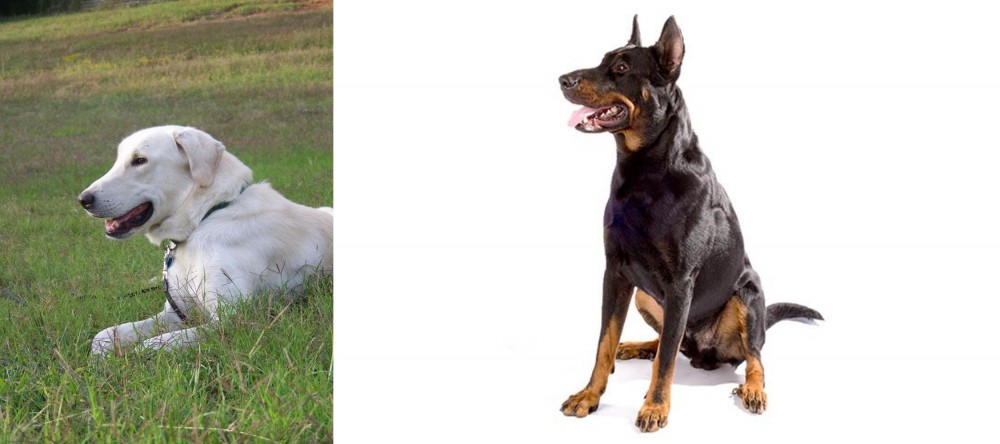 Beauceron vs Akbash Dog - Breed Comparison