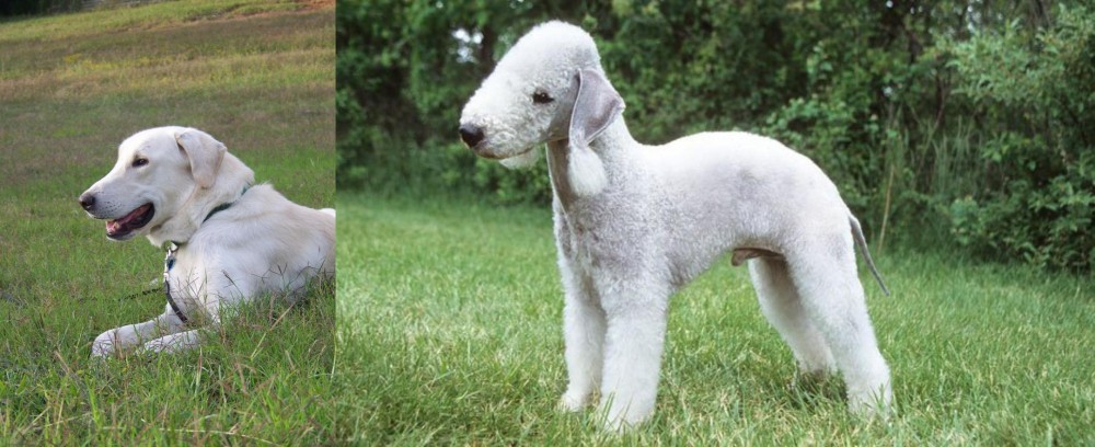 Bedlington Terrier vs Akbash Dog - Breed Comparison