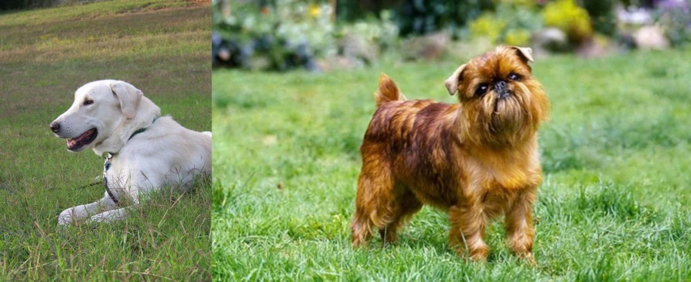 Belgian Griffon vs Akbash Dog - Breed Comparison