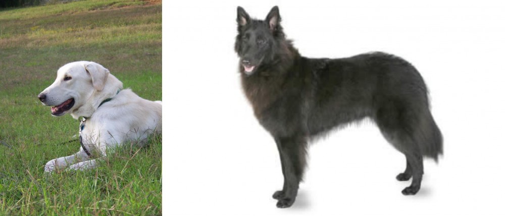Belgian Shepherd vs Akbash Dog - Breed Comparison