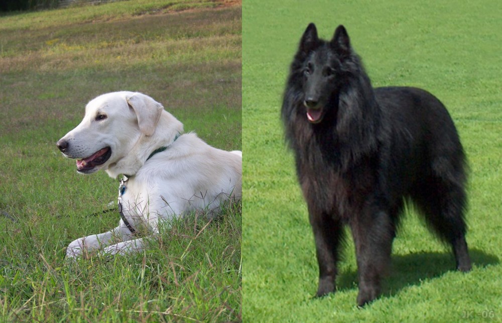 Belgian Shepherd Dog (Groenendael) vs Akbash Dog - Breed Comparison