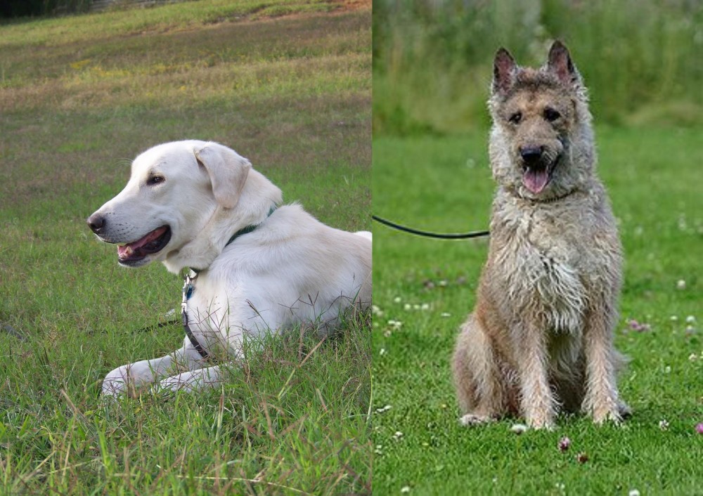 Belgian Shepherd Dog (Laekenois) vs Akbash Dog - Breed Comparison