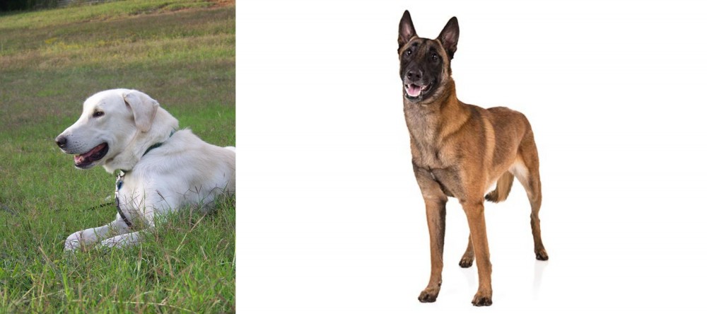 Belgian Shepherd Dog (Malinois) vs Akbash Dog - Breed Comparison