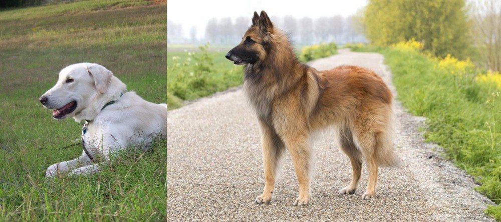 Belgian Shepherd Dog (Tervuren) vs Akbash Dog - Breed Comparison