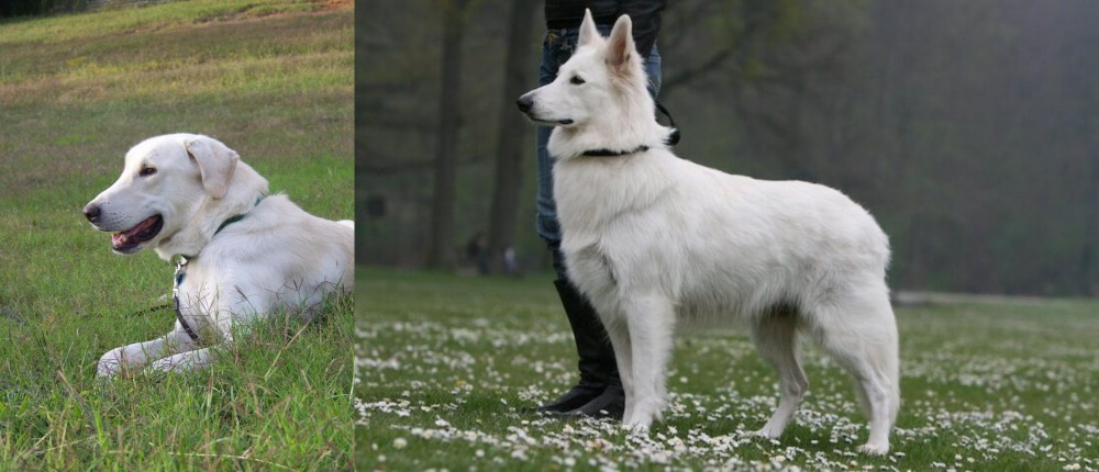 Berger Blanc Suisse vs Akbash Dog - Breed Comparison