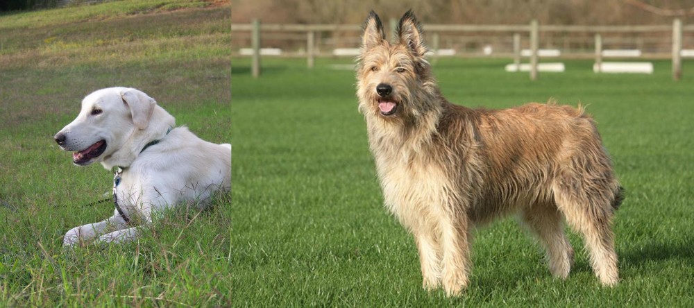 Berger Picard vs Akbash Dog - Breed Comparison