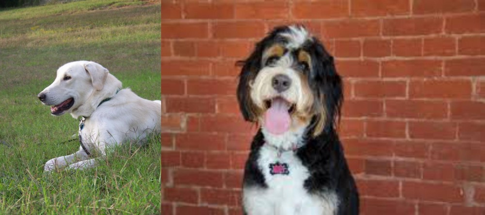 Bernedoodle vs Akbash Dog - Breed Comparison