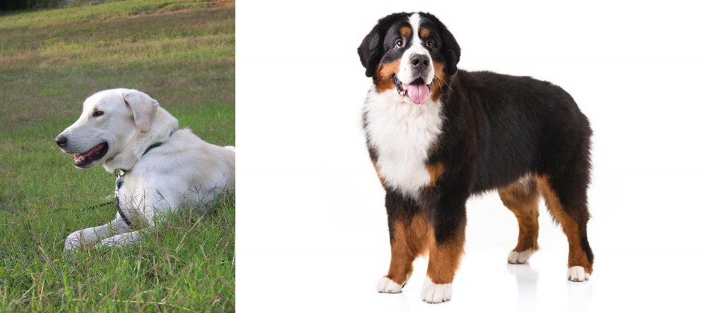 Bernese Mountain Dog vs Akbash Dog - Breed Comparison
