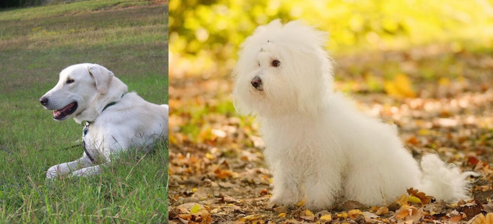 Bichon Bolognese vs Akbash Dog - Breed Comparison