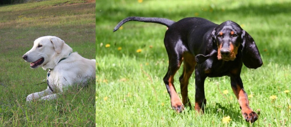 Black and Tan Coonhound vs Akbash Dog - Breed Comparison