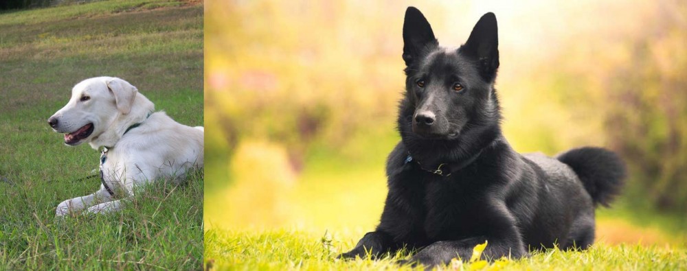Black Norwegian Elkhound vs Akbash Dog - Breed Comparison