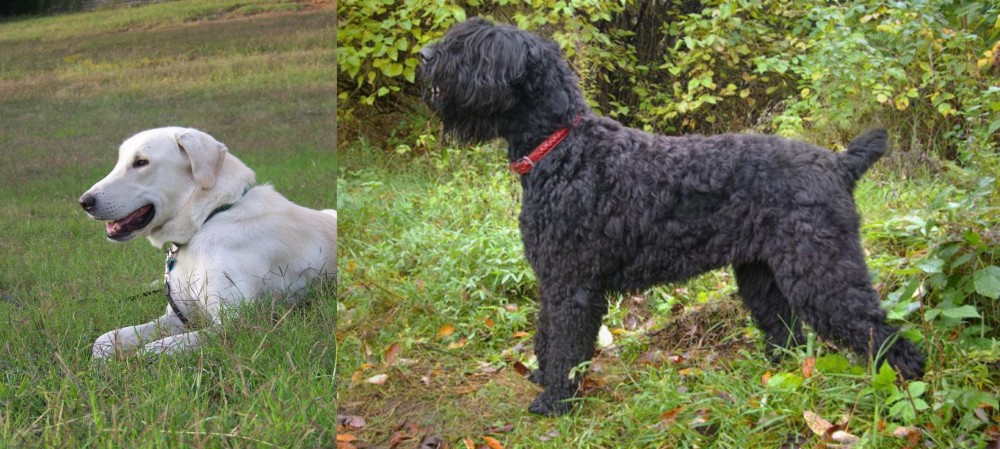 Black Russian Terrier vs Akbash Dog - Breed Comparison